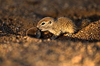 /images/133/2018-05-17-gv-creatures-viv50-5d4_1610.jpg - #14339: Baby Round Tailed Ground Squirrels playing … May 2018 -- Green Valley, Arizona