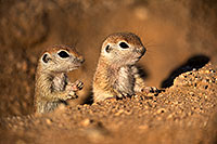 /images/133/2018-05-17-gv-creatures-viv50-6-5d4_0994.jpg - #14340: Baby Round Tailed Ground Squirrels playing … May 2018 -- Green Valley, Arizona