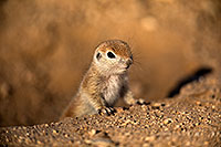/images/133/2018-05-17-gv-creatures-viv77-5d4_0949.jpg - #14342: Baby Round Tailed Ground Squirrel … May 2018 -- Green Valley, Arizona