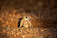 /images/133/2018-05-17-gv-creatures-viv77-5d4_1503.jpg - #14344: Baby Round Tailed Ground Squirrel … May 2018 -- Green Valley, Arizona
