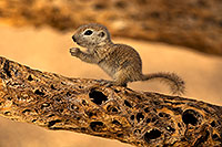 /images/133/2018-05-25-gv-creatures-5d4_6137.jpg - #14384: Baby Round Tailed Ground Squirrel on a cholla … May 2018 -- Green Valley, Arizona