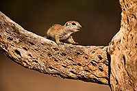 /images/133/2018-05-25-gv-creatures-mi1-5d4_5698.jpg - #14387: Baby Round Tailed Ground Squirrel on a cholla … May 2018 -- Green Valley, Arizona