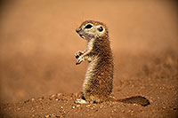 /images/133/2018-05-25-gv-creatures-mi1-5d4_5816.jpg - #14389: Baby Round Tailed Ground Squirrel … May 2018 -- Green Valley, Arizona