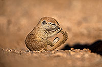 /images/133/2018-05-25-gv-creatures-mi1-5d4_5925.jpg - #14392: Baby Round Tailed Ground Squirrel with a curved tail … May 2018 -- Green Valley, Arizona