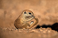 /images/133/2018-05-25-gv-creatures-mi1-5d4_5926.jpg - #14393: Baby Round Tailed Ground Squirrel with a curved tail … May 2018 -- Green Valley, Arizona