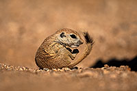 /images/133/2018-05-25-gv-creatures-mi1-5d4_5930.jpg - #14394: Baby Round Tailed Ground Squirrel with a curved tail … May 2018 -- Green Valley, Arizona
