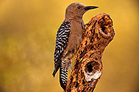 /images/133/2018-05-26-gv-woodpecker-viv77-5d4_6232.jpg - #14411: Female Gila Woodpecker … May 2018 -- Green Valley, Arizona