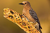 /images/133/2018-05-26-gv-woodpecker-viv77-5d4_6261.jpg - #14412: Female Gila Woodpecker … May 2018 -- Green Valley, Arizona