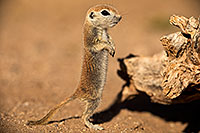 /images/133/2018-05-27-gv-creatures-mi1-5d4_6488.jpg - #14414: Baby Round Tailed Ground Squirrel standing up … May 2018 -- Green Valley, Arizona
