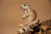 /images/133/2018-05-27-gv-creatures-mi1-5d4_6589.jpg - #14416: Baby Round Tailed Ground Squirrel on a cholla … May 2018 -- Green Valley, Arizona