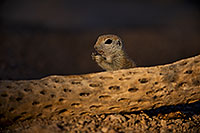 /images/133/2018-05-29-gv-creatures-viv1-5d4_6878.jpg - #14423: Round Tailed Ground Squirrel by cholla … May 2018 -- Green Valley, Arizona
