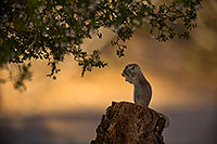 /images/133/2018-05-29-gv-creatures-viv1-5d4_6988.jpg - #14424: Round Tailed Ground Squirrel in Green Valley … May 2018 -- Green Valley, Arizona