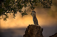 /images/133/2018-05-29-gv-creatures-viv77-5d4_6971.jpg - #14428: Round Tailed Ground Squirrel in Green Valley … May 2018 -- Green Valley, Arizona