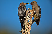 /images/133/2018-05-30-gv-woodpeckers-mi1-5d4_7268.jpg - #14442: Mom (on the left) feeding baby Gila Woodpecker … May 2018 -- Green Valley, Arizona