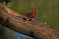 /images/133/2018-06-03-gv-cardinals-viv50-86-5d4_8089.jpg - #14449: Cardinal in Green Valley … June 2018 -- Green Valley, Arizona