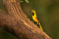 /images/133/2018-06-07-gv-oriole-92-5d4_10117.jpg - 14462: Oriole in Green Valley … June 2018 -- Green Valley, Arizona