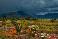 /images/133/2018-07-13-rita-viv1-3to5-a7r3_2242.jpg - #14484: Monsoon season in Santa Rita Mountains … July 2018 -- Santa Rita Mountains, Arizona