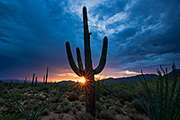 /images/133/2018-07-16-tuc-saguaro-viv1-a7r3_2366.jpg - #14488: Santa Rita Mountains … July 2018 -- Tucson Mountains, Arizona