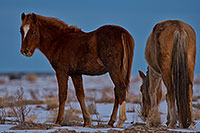 /images/133/2019-01-09-coal-horses-ton1-a7r3_7835.jpg - #14548: Navajo horses near Grand Canyon … January 2019 -- Kayenta, Arizona