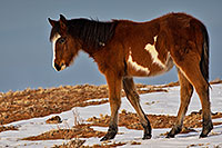 /images/133/2019-01-09-coal-horses-ton1-a7r3_8150.jpg - #14556: Navajo horses near Grand Canyon … January 2019 -- Kayenta, Arizona