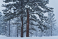 /images/133/2019-02-21-bryce-trees-im1-a7r3_11876.jpg - #14597: Snowy morning in Utah … February 2019 -- Bryce Canyon, Utah