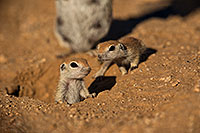 /images/133/2019-05-13-gv-creatures-viv1-13-5d4_2114.jpg - #14629: Baby Round Tailed Ground Squirrel in Green Valley … May 2019 -- Green Valley, Arizona