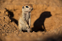/images/133/2019-05-13-gv-creatures-viv1-15-5d4_2125.jpg - #14630: Baby Round Tailed Ground Squirrel in Green Valley … May 2019 -- Green Valley, Arizona