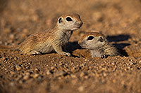 /images/133/2019-05-13-gv-creatures-viv1-15-5d4_2219.jpg - #14631: Baby Round Tailed Ground Squirrel in Green Valley … May 2019 -- Green Valley, Arizona