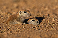 /images/133/2019-05-13-gv-creatures-viv1-2-5d4_2071.jpg - #14633: Baby Round Tailed Ground Squirrel in Green Valley … May 2019 -- Green Valley, Arizona