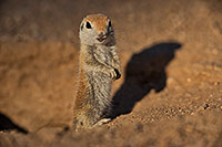 /images/133/2019-05-13-gv-creatures-viv1-4-5d4_2493.jpg - #14634: Baby Round Tailed Ground Squirrel in Green Valley … May 2019 -- Green Valley, Arizona