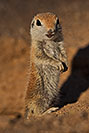 /images/133/2019-05-13-gv-creatures-viv1-4-5d4_2493v.jpg - #14635: Baby Round Tailed Ground Squirrel in Green Valley … May 2019 -- Green Valley, Arizona