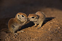 /images/133/2019-05-13-gv-creatures-viv1-48-5d4_2867.jpg - #14636: Baby Round Tailed Ground Squirrel in Green Valley … May 2019 -- Green Valley, Arizona