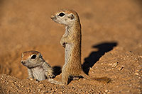 /images/133/2019-05-13-gv-creatures-viv1-5-5d4_2096.jpg - #14637: Baby Round Tailed Ground Squirrel in Green Valley … May 2019 -- Green Valley, Arizona