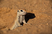 /images/133/2019-05-13-gv-creatures-viv1-5d4_2043.jpg - #14638: Baby Round Tailed Ground Squirrel in Green Valley … May 2019 -- Green Valley, Arizona