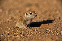 /images/133/2019-05-13-gv-creatures-viv1-5d4_2047.jpg - #14624: Baby Round Tailed Ground Squirrel in Green Valley … May 2019 -- Green Valley, Arizona