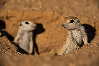 /images/133/2019-05-13-gv-creatures-viv1-5d4_2053.jpg - #14640: Baby Round Tailed Ground Squirrel in Green Valley … May 2019 -- Green Valley, Arizona