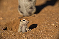 /images/133/2019-05-13-gv-creatures-viv1-5d4_2114.jpg - #14641: Baby Round Tailed Ground Squirrel in Green Valley … May 2019 -- Green Valley, Arizona