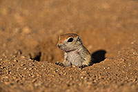 /images/133/2019-05-13-gv-creatures-viv1-5d4_2128.jpg - #14642: Baby Round Tailed Ground Squirrel in Green Valley … May 2019 -- Green Valley, Arizona