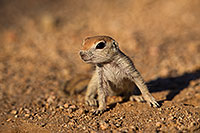 /images/133/2019-05-13-gv-creatures-viv1-5d4_2149.jpg - #14643: Baby Round Tailed Ground Squirrel in Green Valley … May 2019 -- Green Valley, Arizona