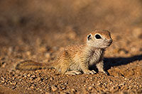 /images/133/2019-05-13-gv-creatures-viv1-5d4_2189.jpg - #14644: Baby Round Tailed Ground Squirrel in Green Valley … May 2019 -- Green Valley, Arizona