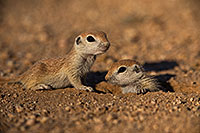 /images/133/2019-05-13-gv-creatures-viv1-5d4_2215.jpg - #14645: Baby Round Tailed Ground Squirrel in Green Valley … May 2019 -- Green Valley, Arizona