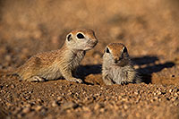 /images/133/2019-05-13-gv-creatures-viv1-5d4_2225.jpg - #14646: Baby Round Tailed Ground Squirrel in Green Valley … May 2019 -- Green Valley, Arizona
