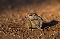 /images/133/2019-05-13-gv-creatures-viv1-5d4_2242.jpg - #14647: Baby Round Tailed Ground Squirrel in Green Valley … May 2019 -- Green Valley, Arizona