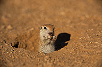 /images/133/2019-05-13-gv-creatures-viv1-5d4_2279.jpg - #14633: Baby Round Tailed Ground Squirrel in Green Valley … May 2019 -- Green Valley, Arizona