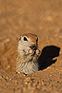 /images/133/2019-05-13-gv-creatures-viv1-5d4_2279v.jpg - #14649: Baby Round Tailed Ground Squirrel in Green Valley … May 2019 -- Green Valley, Arizona