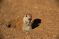 /images/133/2019-05-13-gv-creatures-viv1-5d4_2281.jpg - #14650: Baby Round Tailed Ground Squirrel in Green Valley … May 2019 -- Green Valley, Arizona