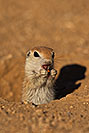 /images/133/2019-05-13-gv-creatures-viv1-5d4_2281v.jpg - #14651: Baby Round Tailed Ground Squirrel in Green Valley … May 2019 -- Green Valley, Arizona