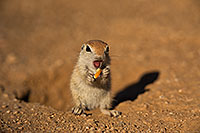 /images/133/2019-05-13-gv-creatures-viv1-5d4_2313.jpg - #14637: Baby Round Tailed Ground Squirrel in Green Valley … May 2019 -- Green Valley, Arizona