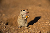 /images/133/2019-05-13-gv-creatures-viv1-5d4_2341.jpg - #14639: Baby Round Tailed Ground Squirrel in Green Valley … May 2019 -- Green Valley, Arizona