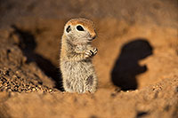 /images/133/2019-05-13-gv-creatures-viv1-5d4_2368.jpg - #14641: Baby Round Tailed Ground Squirrel in Green Valley … May 2019 -- Green Valley, Arizona